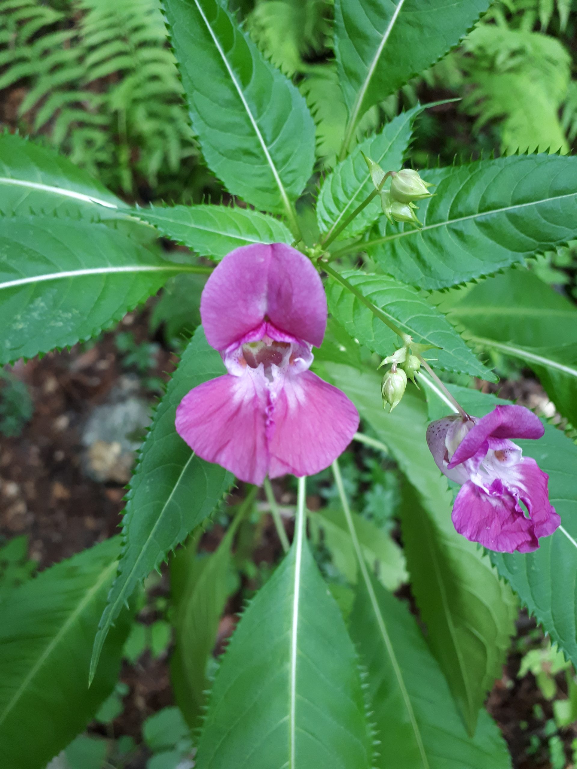 Fiore Impatiens